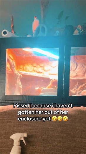 Somebody wants mama 😆🤣#primrosethebeardie🌺🦎 #fyppppppppppppppppppppppp