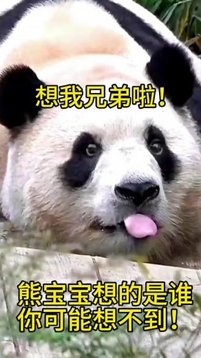 熊宝宝也是个重情重义的，他能听懂话，表情包也很可爱！#国宝#大熊猫#表情包#重情重义@抖音小助手