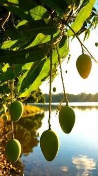 🍋🌿 Raw Mango Curry 🔥 | Cooking#cookingshorts #shorts #AI cooking#VillageLife 🏡