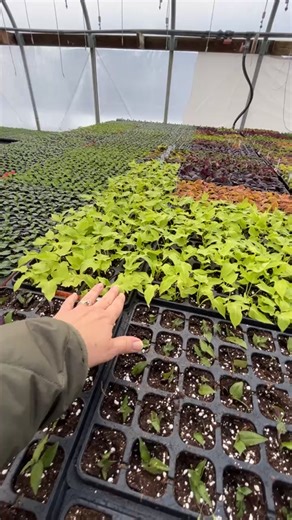 LaRue's Farm Market on Reels