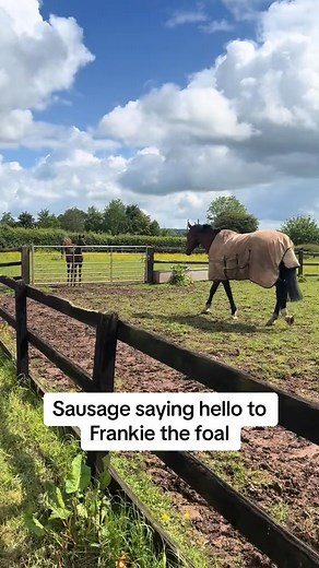 52K views · 1.1K reactions | Sausage saying hello to his new neighbours | Sausagesoxandsteve | Facebook