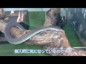 ジャパンスネークセンター展示毒蛇紹介 ブラックマンバ