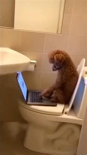 Dog using a laptop🤣