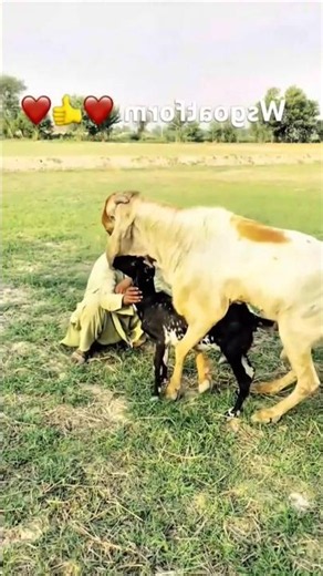 🐐❤️ Amazing Goat Breeding Moments | Real Farm Life 🌿 | #Shorts