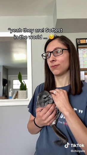 Chinchilla with Human Face: How to Brush Chinchilla & More