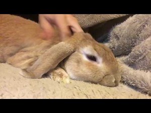 うさぎを飼う ロップイヤーラビット