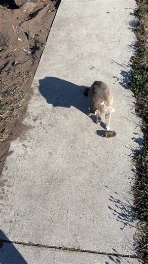 Stacy.dietz (@dietz.stacy)’s videos with Stray Cat Strut - Stray Cats