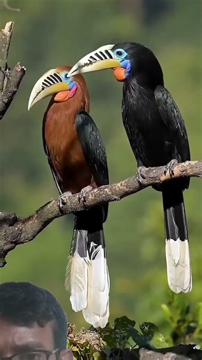 brids lover #birds Green pin Video #aivideo #naturelover