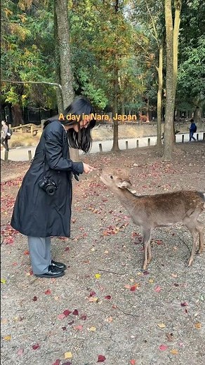 Come spend the day with me in Nara, Japan to feed the deer 🦌 | #japan #narajapan #travel #vlog