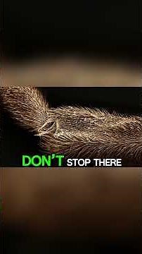 This Insect Walks on Water Effortlessly – Water Strider Animal Facts