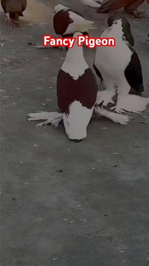 Lal Pikha vs Black Pigeon 🐦 | Rare Fancy Pigeons | Desi Pigeon World #birds #kabootar #lal pikha