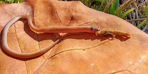 America's rarest snake found choked to death on giant centipede in Florida