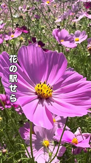 【花の駅せら】