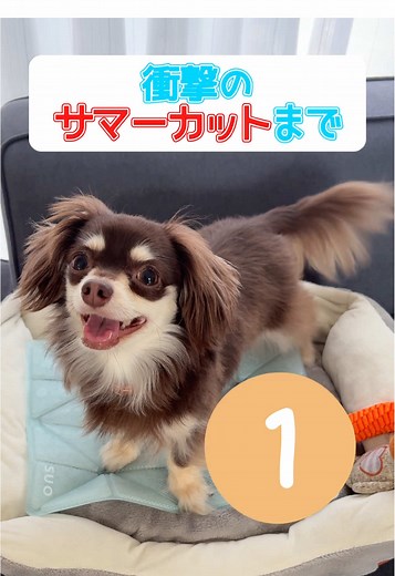 チワックスのサマーカットとトリミングガイド