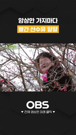 300년 된 산수유나무, 앙상한 가지마다 빨간 알알 #가을 #산수유 #열매 #쇼츠 #다큐 #만남