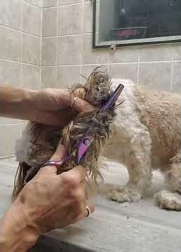Grooming a dog with matted ears demo, clip from full video, dog grooming from home, no restraints