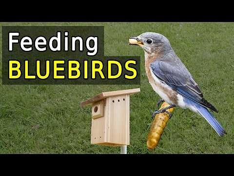 Four EASY Food Ideas for Bluebirds (Plus Birdhouse Building Guide)