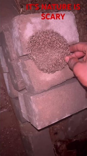 Please what’s the name of this animal.Please don’t forget to like and subscribe #animal #animal