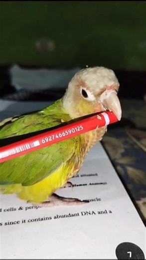 Funny conure #shorts