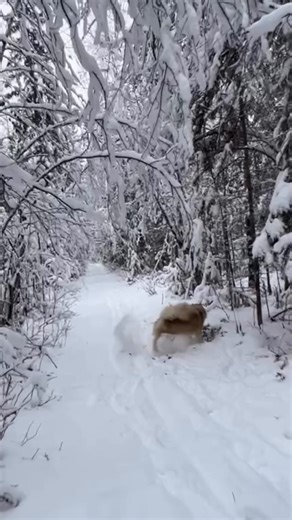 Our pups Mozart and Teak racing in Alaska’s snow and loving it😊❤️ | Joe G Henderson