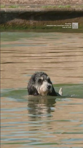 Dogs Make A Splash In London Heat Wave