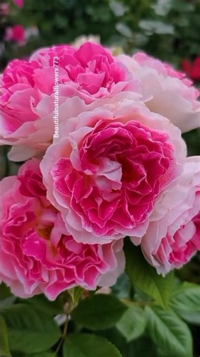 🌸 Pink Rose Garden Magic | Stunning Blooming Flowers in 4K"