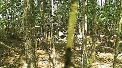 Red Wolf Cam