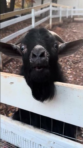 Weird Goat Blowing Raspberries!