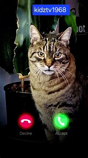 Unbelievable Cats That Steal Hearts!##cat​​​​​​​​​​ #shorts​​​​​​​​​​