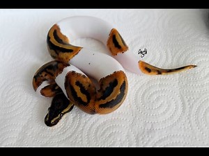 Python Regius Piebald (Femelle Nc 2015).