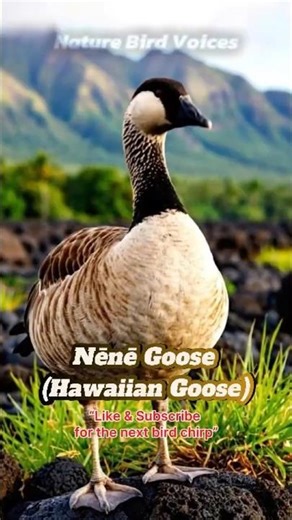 Nēnē Goose | Hawaiian Goose #birdsongs #birds