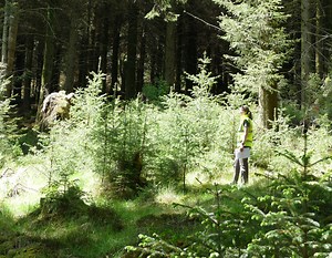 A beginner's guide to Continuous Cover Forestry - Coillte