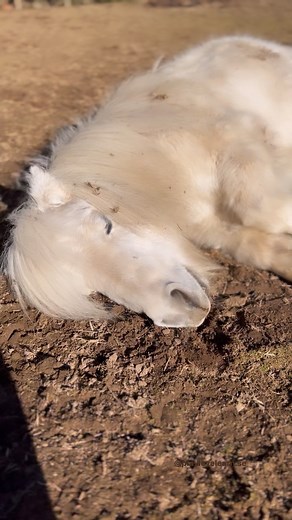 Alvin is such an 👏🏻 ACTOR 👏🏻 We worked on ”fake sleeping” as a trick a few years back, and sometimes he pulls it out when I’m filming. 😂😴 10/10 performance, Oscar worthy in my opinion! Alvin knows that it’s showtime when the camera comes out, and the tricks he chooses to show vary from day to day. In the winter it’s lots of flying changes and rearing happening, but as it gets warmer he slows down and prefers spanish walk or sitting. 😌 #superponyAlvin #clickertraining #shetlandpony #minish
