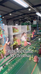 Yes! Christmas preparations at Pico Bello Hortensia. This week the last Hydrangea ‘Ruby Red Classic’ will be harvested! The color is just perfect for Christmas, the flowers are perfect hardened and will lasting for months!Ask your florist or wholesaler for the last ones of the year! #Hydrangeas #hydrangea #christmas #advent #holidayseasons Thursd. | Peter van Delft