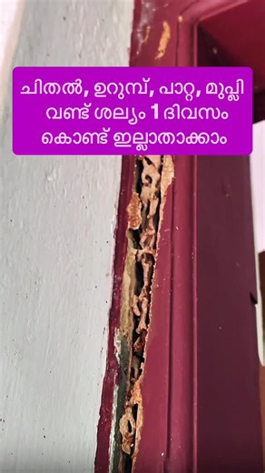 Jinsha Basheer on Instagram: "ചിതൽ, ഉറുമ്പ്, പാറ്റ, മുപ്ലി വണ്ട് ശല്യം 1 ദിവസം കൊണ്ട് ഇല്ലാതാക്കാം #pestcontrol #pestcontrolservice #pest #pestcontrolprofessionals #pestmanagement #pestfree #pestfreeliving #termites #termitecontrol #chithal #instagood #viralreels #viralvideos #trending #trendingnow"