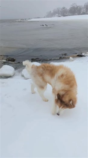 Diesel on Instagram: "#husky #wooly #dog #cutedog"