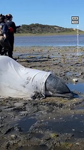 123K views · 4.4K reactions | A group of 7 dolphins are reportedly...