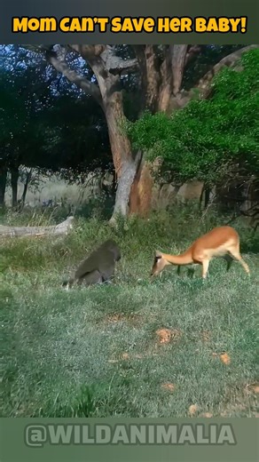 Baboon Hunts Gazelle Calf 😳 Mom Can’t Save Her Baby! #viral #wildlife #wildanimals #shorts