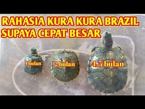 Cara membuat kura kura brazil cepet besar | Makanan kura kura supaya cepat besar PART 2