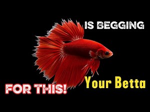 The Ultimate Betta Fish Care Guide For Beginners | Everything You Need To Know