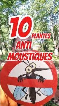 10 Mosquito-Repellent Plants Caution: Not all methods are as effective as claimed
