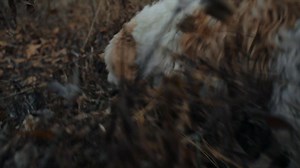 TRIFOLE is now playing nationwide. Discover the lush Italian landscape and rich history of truffles today, only in theaters. | Cohen Media Group