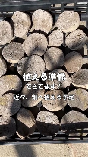準備は万端｜じゃがいもの種芋を切って準備をした日