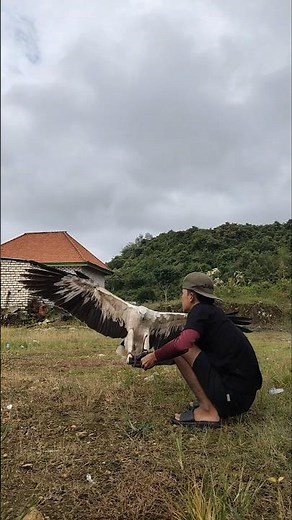 eagle landing in slow motion. #eagle #nature #animals