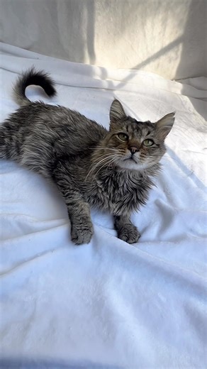 65K views · 5.7K reactions | Cutie Ralphie is settling in nicely!...