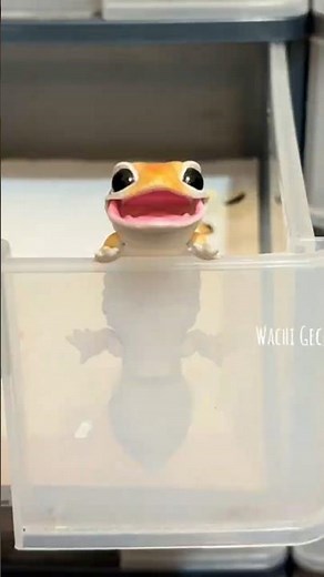 Amazing Gecko Shedding Process 🦎✨ #gecko #shedding #geckoshedding #reptiles #wildlife #nature