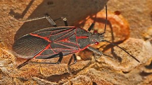 As temperatures drop, these black and red Boxelder bugs are looking to warm up in your home. | The Weather Network
