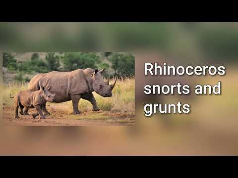 Sound of a rhinoceros snorting and grunting