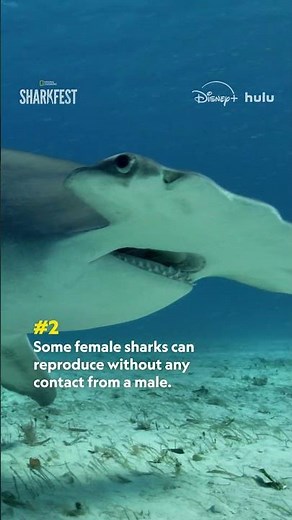 You won't believe these jaw-dropping shark facts! 🦈