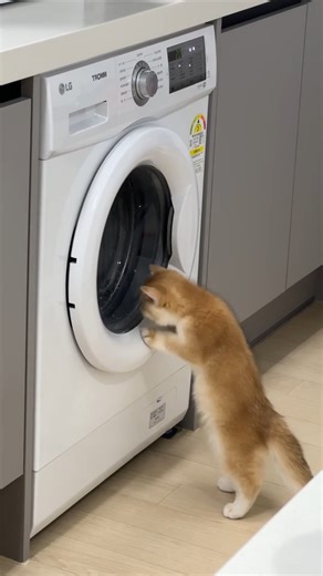[위키요미] 세탁기 앞에서 몸을 쭉— 빼꼼👀 “움직인다 움직여~” 세탁기 구경에 푹 빠진 고양이😻 출처 : Instagram @todaysancho | Wikitree - 위키트리